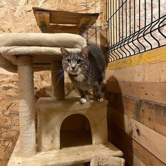 Chat gris et blanc sur un arbre à chat dans un box fermé de la pension pour chats La Kazh Ba