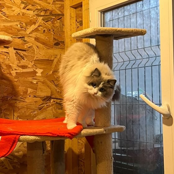 Chat à poil long gris et blanc sur un arbre à chat près d'une fenêtre sécurisée à Hanvec