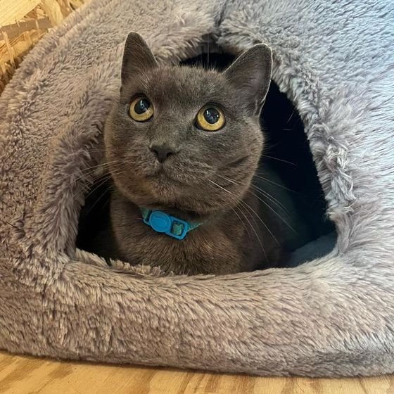 Chat gris au collier bleu dans un dôme en peluche à la pension féline de Hanvec