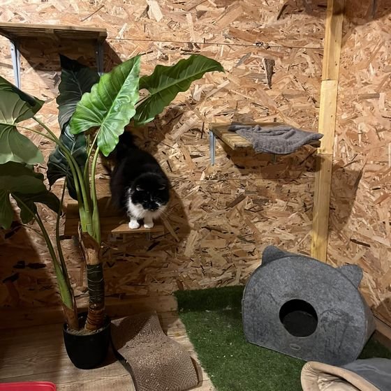 Chat noir et blanc sur une étagère murale dans un box aménagé de la pension féline