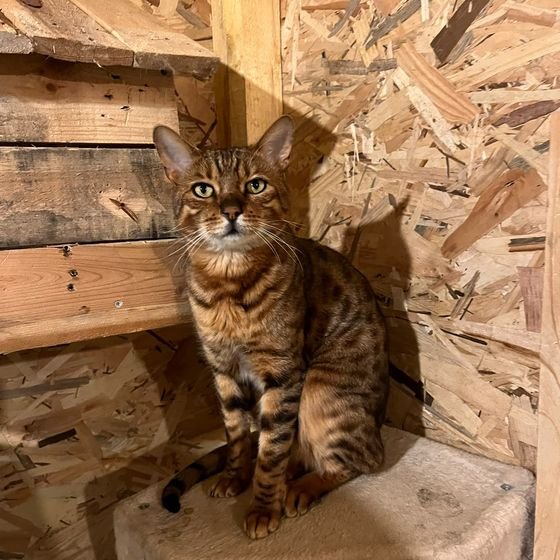 Chat tigré assis sur un arbre à chat dans un box de la pension pour chats, Finistère