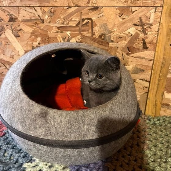 Chaton gris dans un panier boule en feutre à la pension féline La Kazh Ba, Finistère