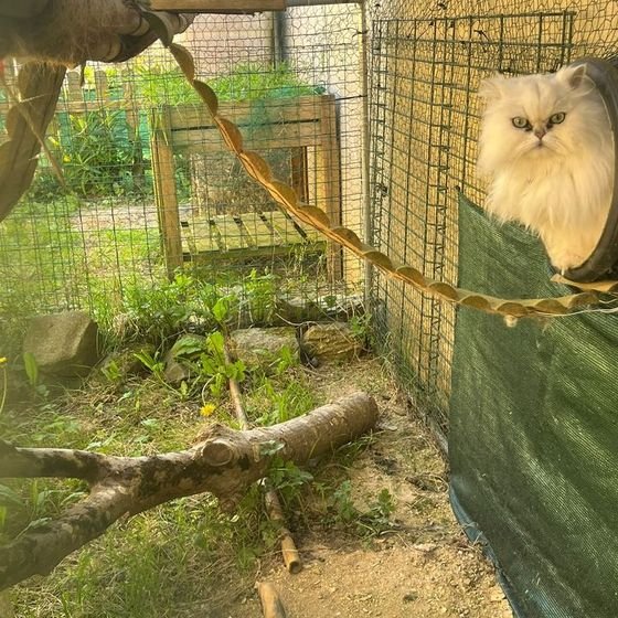 Chat persan blanc dans le parc extérieur grillagé et sécurisé de la pension féline La Kazh Ba, Finistère