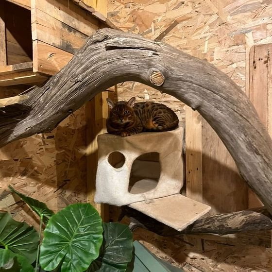 Chat tigré allongé sur un arbre à chat dans le parc de jeu intérieur de la pension pour chat La Kazh Ba à Hanvec