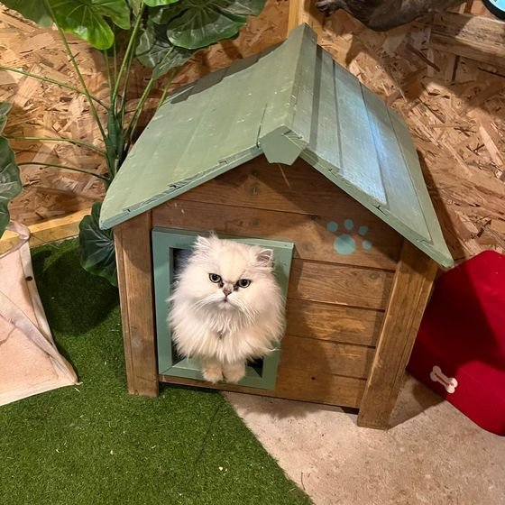 Chat persan blanc à la fenêtre d'une cabane en bois dans la salle de jeu de la pension féline
